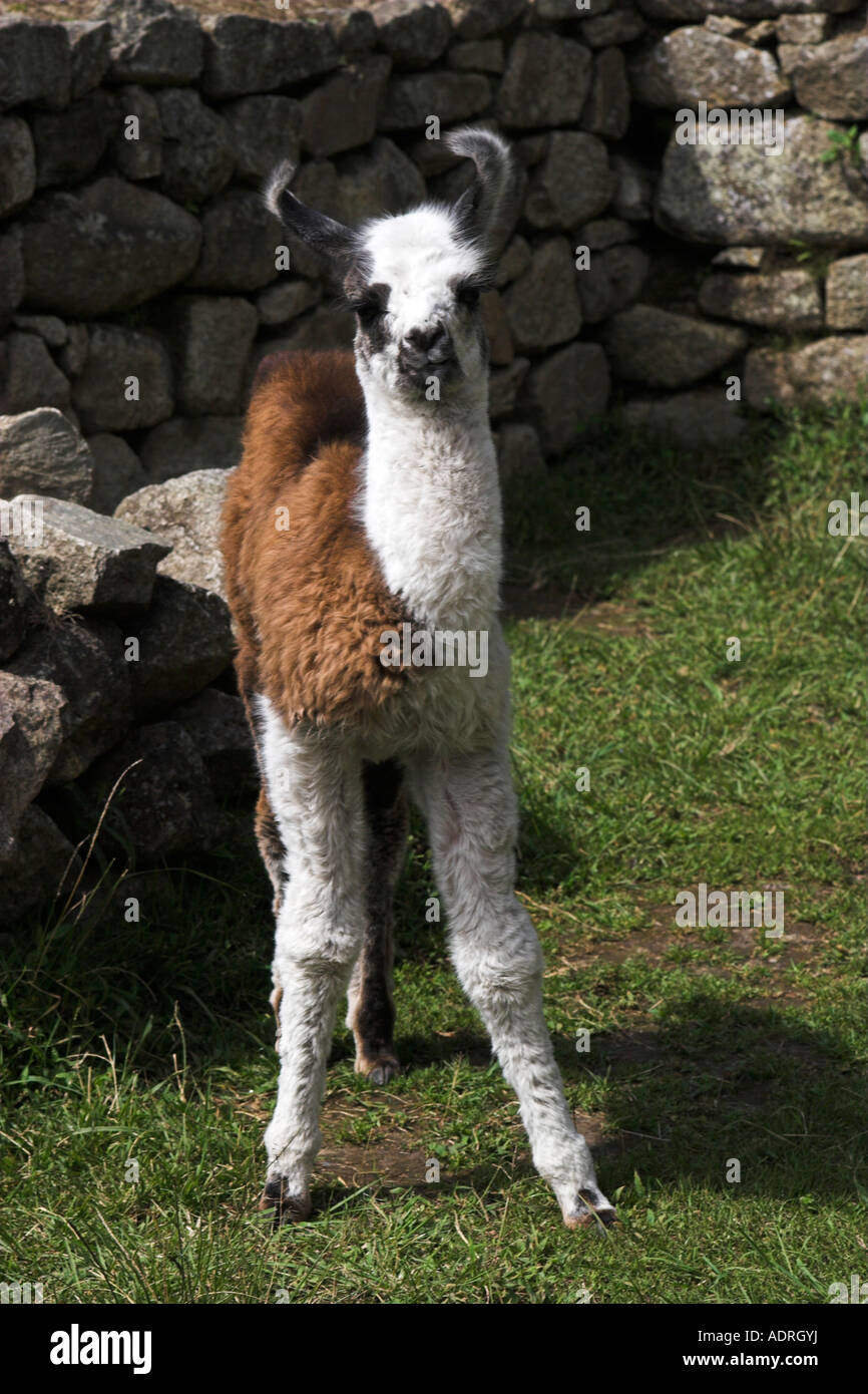 [Machu Picchu] [la llama Lama glama], lindo bebé pie solo animal en ruinas, Perú, 'South America' Foto de stock