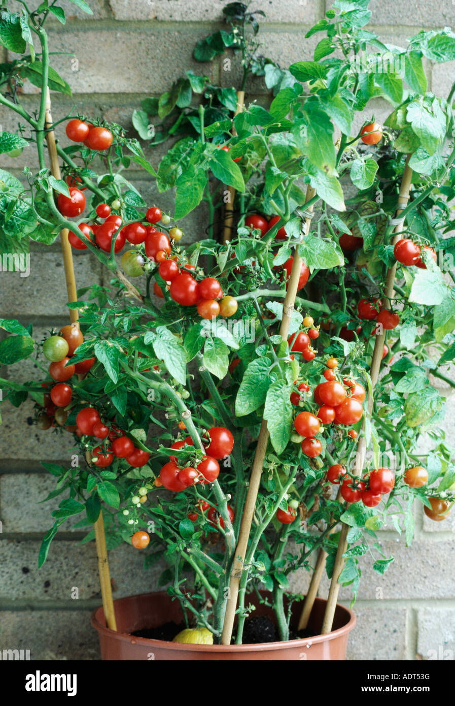 Close-up de tomates cherry creciendo en una maceta Fotografía de stock -  Alamy