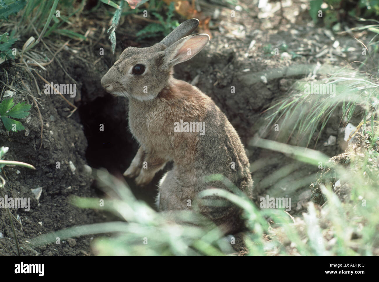 Conejo adulto permanente alerta por una madriguera orejas erguidas hacia arriba Foto de stock