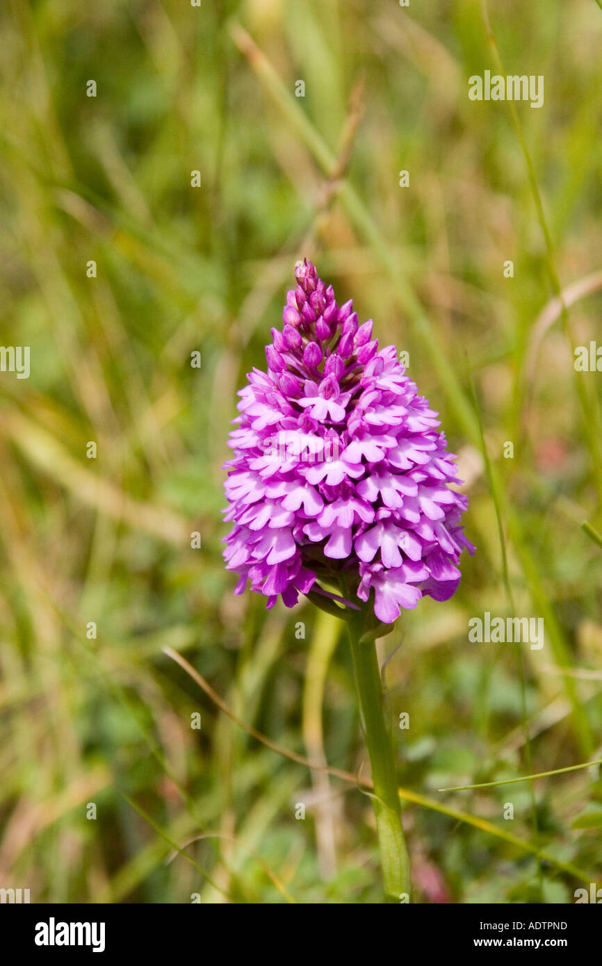 Anacamptis pyramidalis Orquídea piramidal Fotografiado cerca de una playa de Devon del Norte Foto de stock