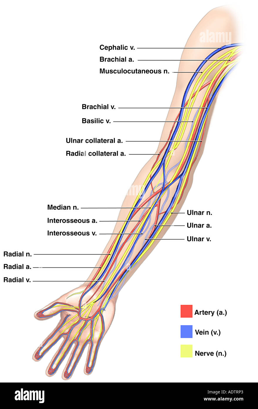 Anatomía de los nervios, las arterias y las venas de la extremidad superior  (brazo Fotografía de stock - Alamy