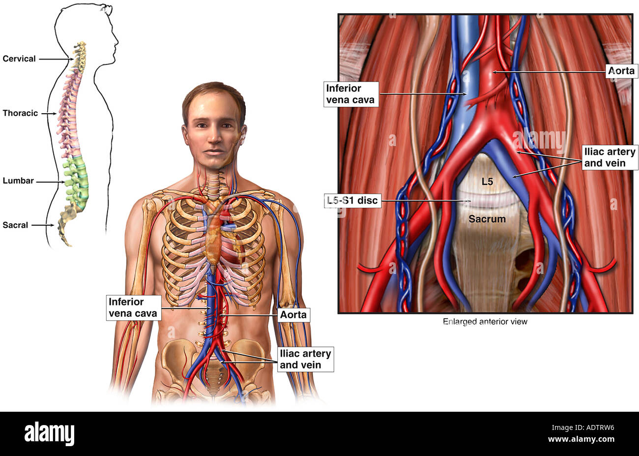 Anatomía de los vasos sanguíneos abdominales Fotografía de stock - Alamy