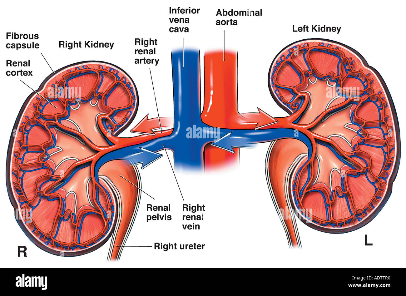 Anatomía de los riñones y los vasos sanguíneos renales Foto de stock