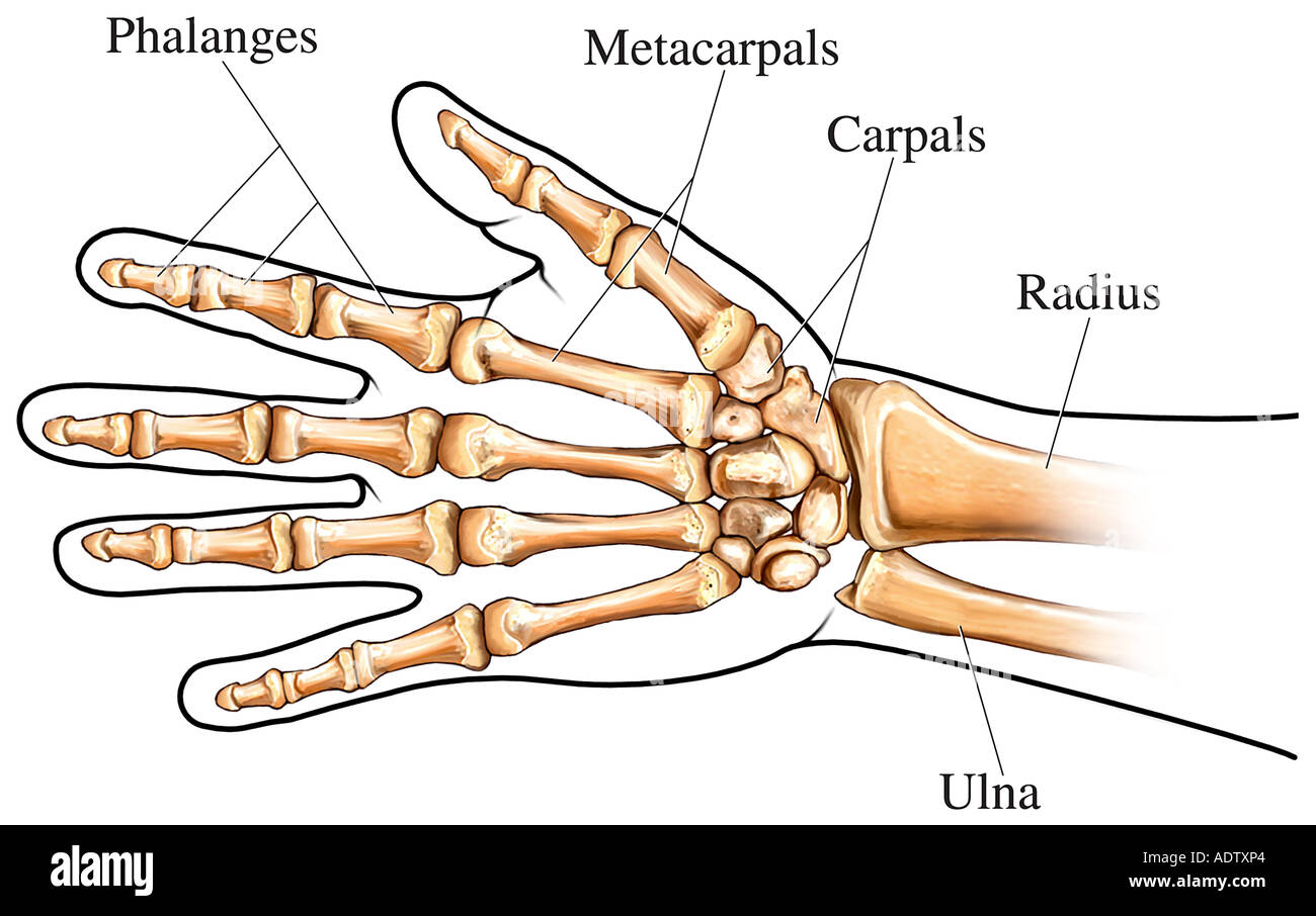 Los huesos de la mano/muñeca Fotografía de stock - Alamy
