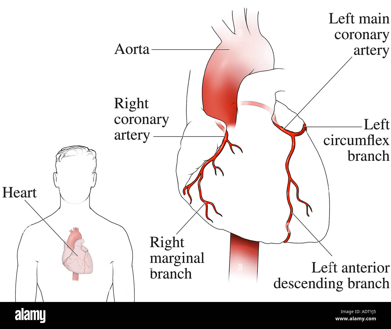 Arterias Coronarias Fotos e Imágenes de stock Alamy