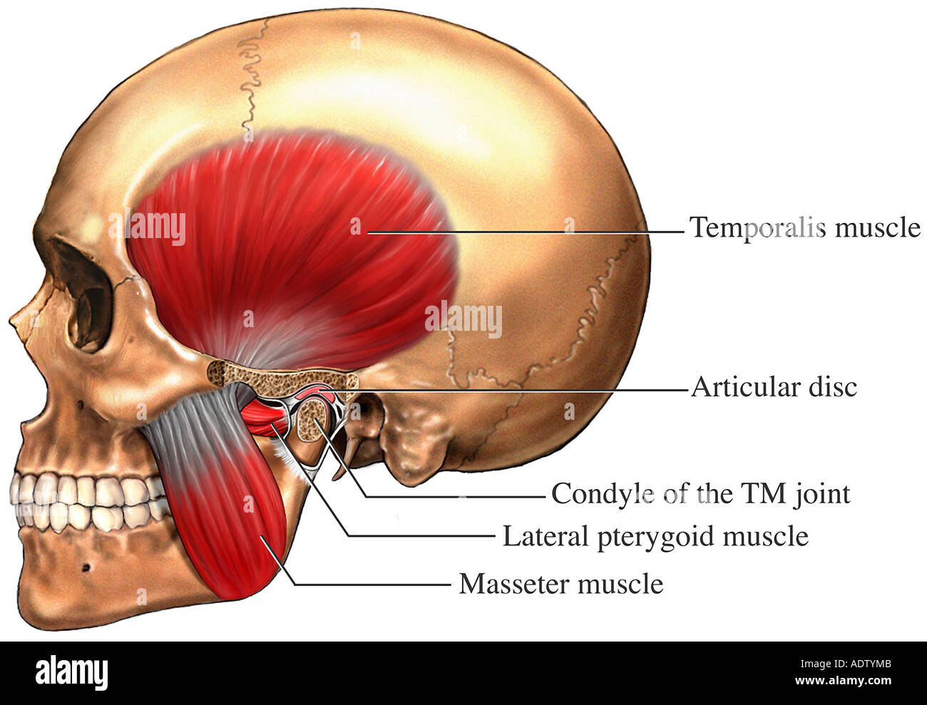 Articulación temporomandibular fotografías e imágenes de alta resolución Alamy Articulación temporomandibular fotografías e imágenes de alta resolución Alamy