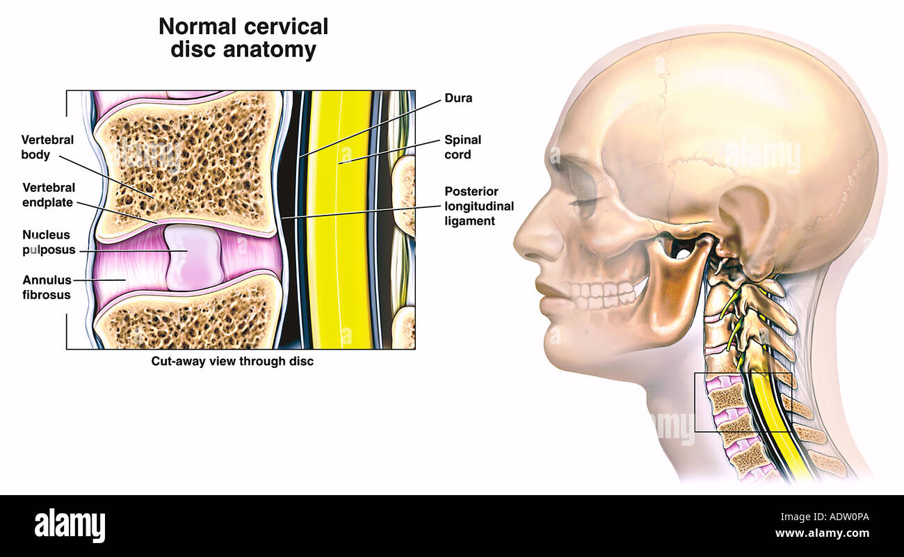 Anatomía Normal del disco cervical Foto de stock
