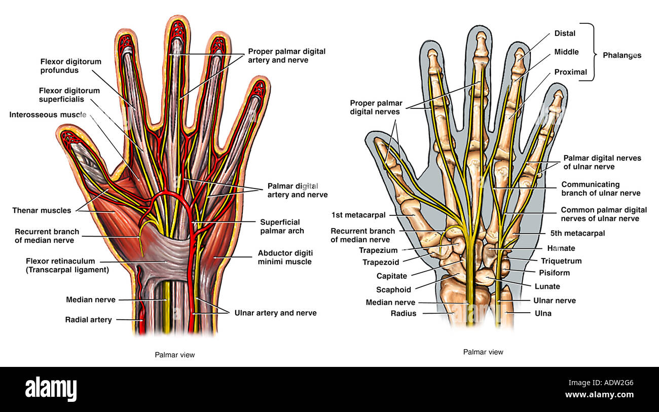 Anatomía De La Mano Fotografía De Stock Alamy