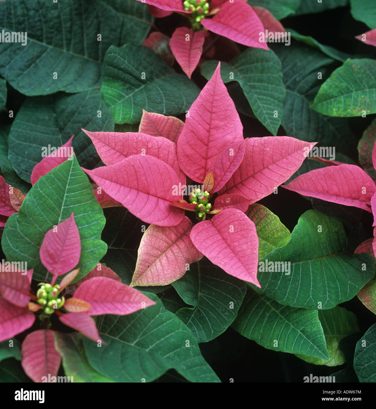 Poinsettia Purple Rain planta madura con brácteas rosa púrpura para el mercado navideño Foto de stock