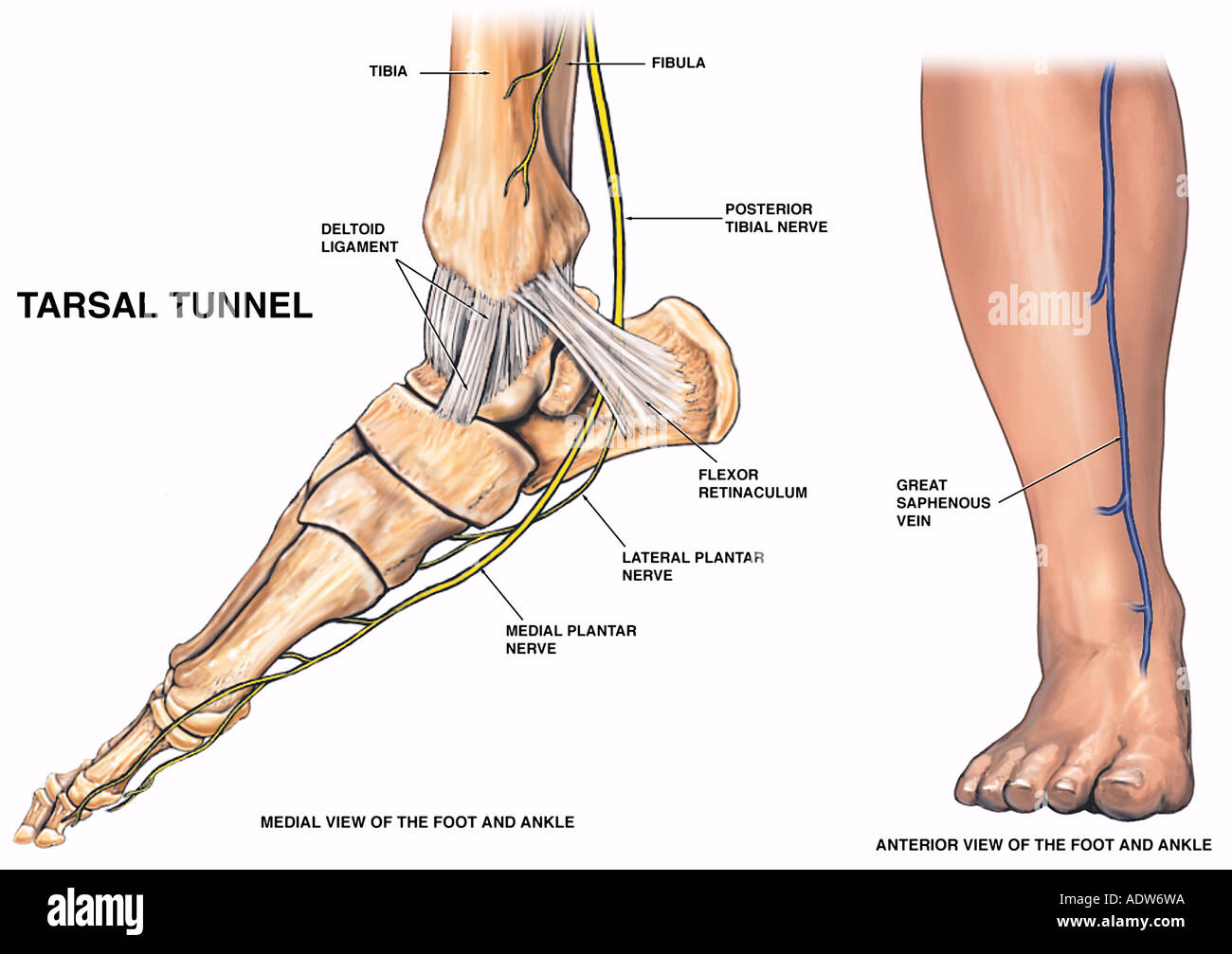 Anatomía de la parte inferior de la pierna y el pie Foto de stock