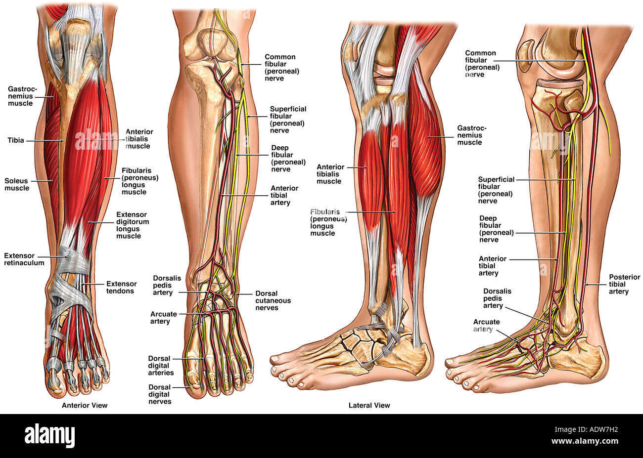 Anatomía de la parte inferior de la pierna Foto de stock