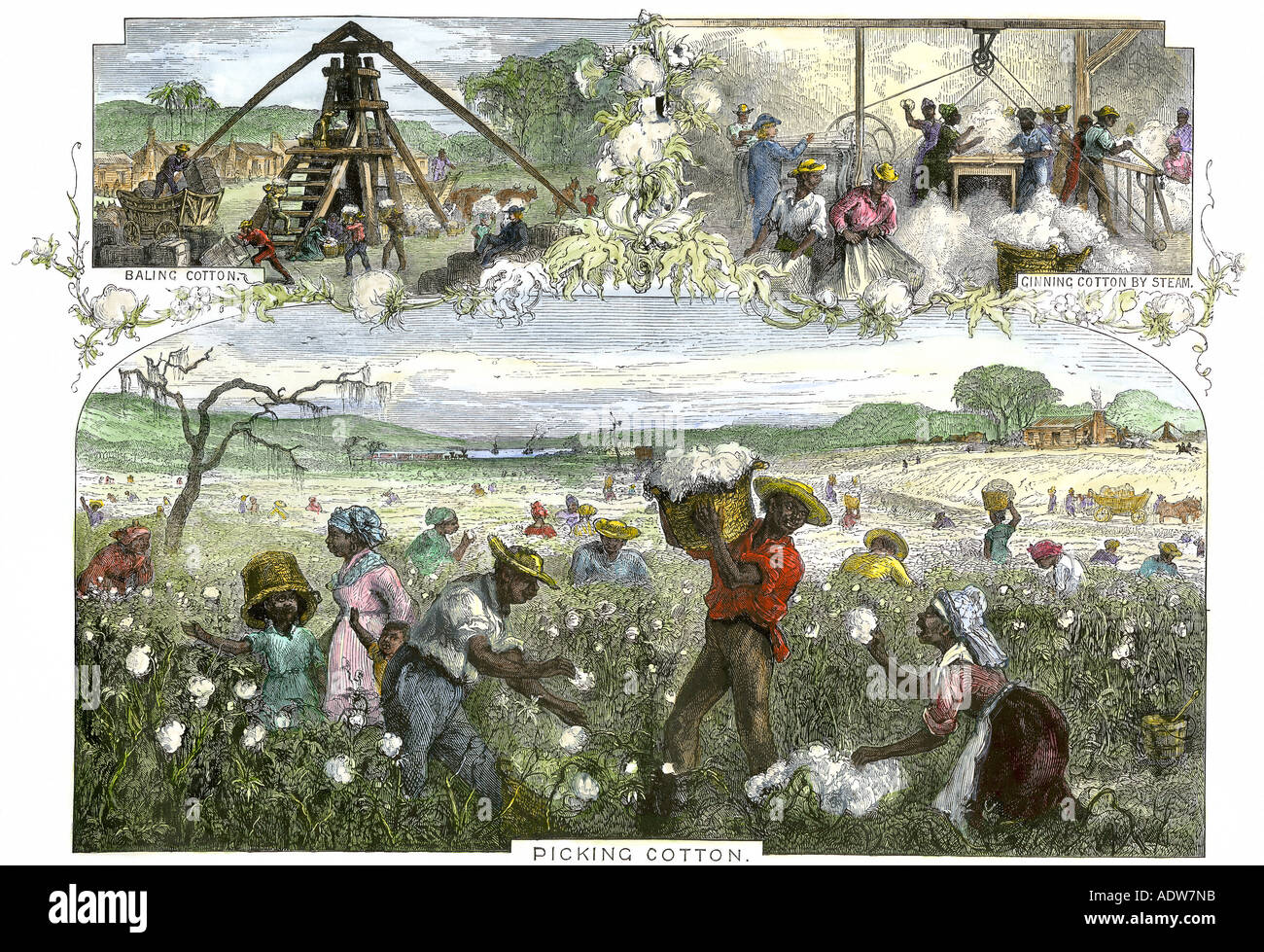 Los esclavos americanos africanos recogida y empacado de algodón desmotado por vapor en una plantación en el sur de Estados Unidos, 1800. Xilografía coloreada a mano Foto de stock