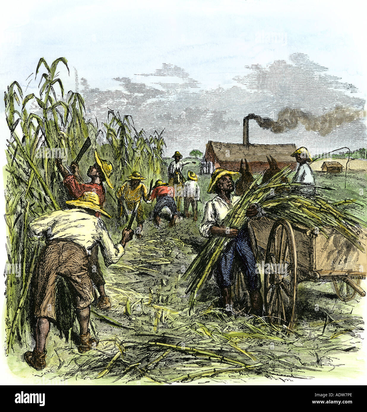 Los esclavos negros la cosecha de la caña de azúcar en una plantación en el sur de Estados Unidos de 1800. Xilografía coloreada a mano Foto de stock