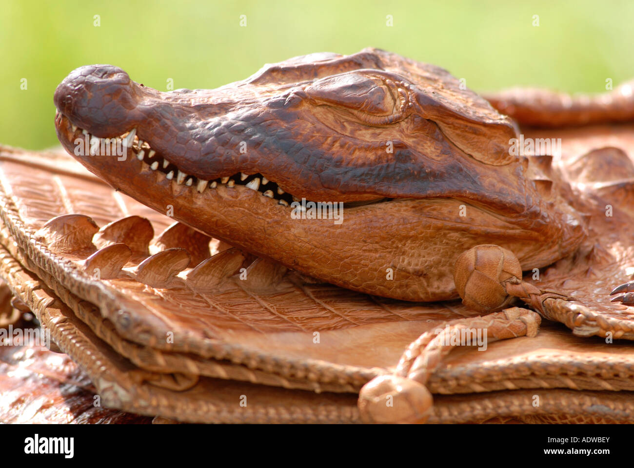 Bolso de cuero de cocodrilo fotografías e imágenes de alta resolución -  Alamy