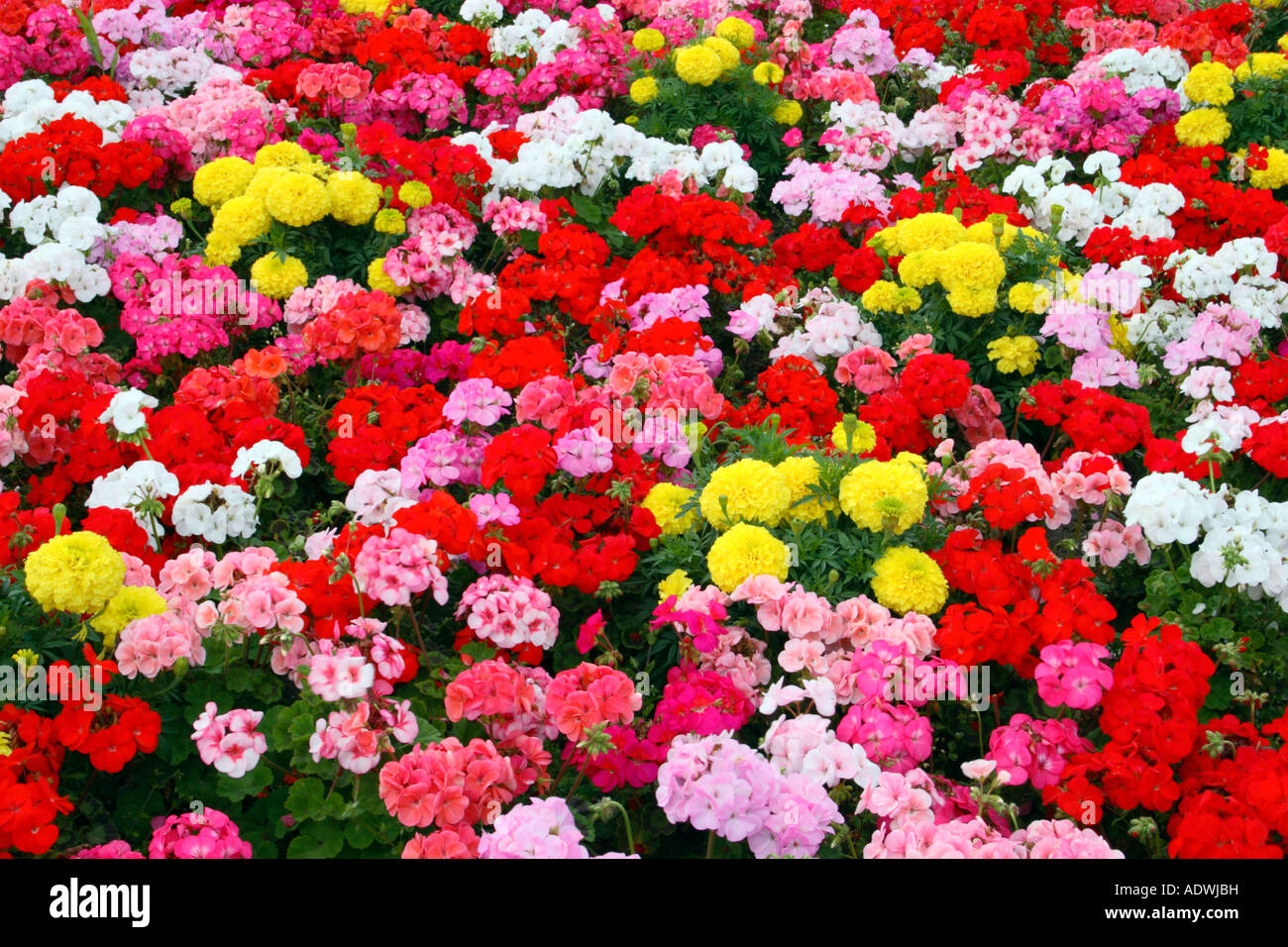 Un lecho de flores de colores. Foto de stock