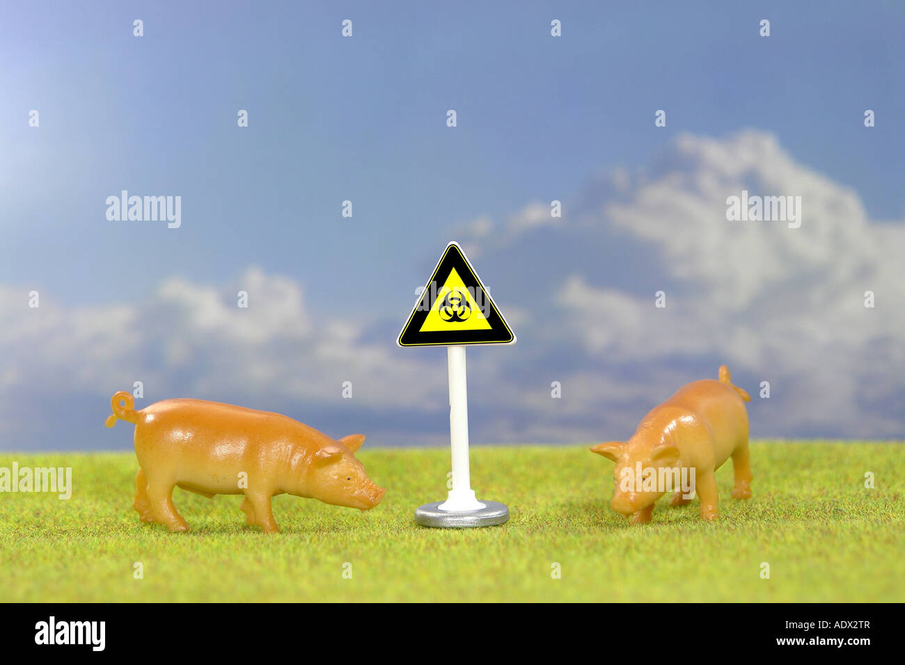 Imagen simbólica para la epidemia de peste en Swines Foto de stock