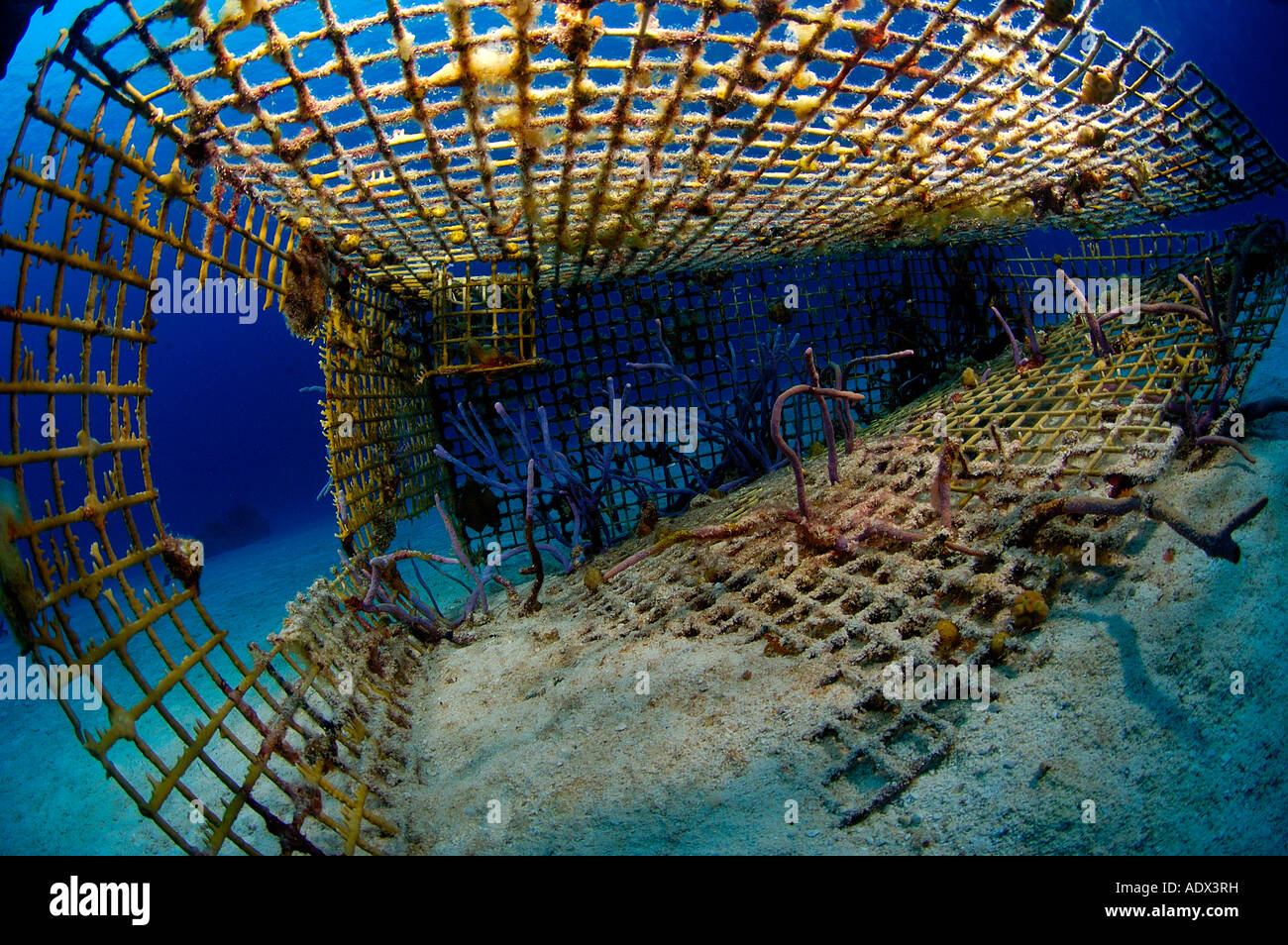 Trampa de peces cubierto con corales del Mar Caribe Islas Turks y Caicos Foto de stock