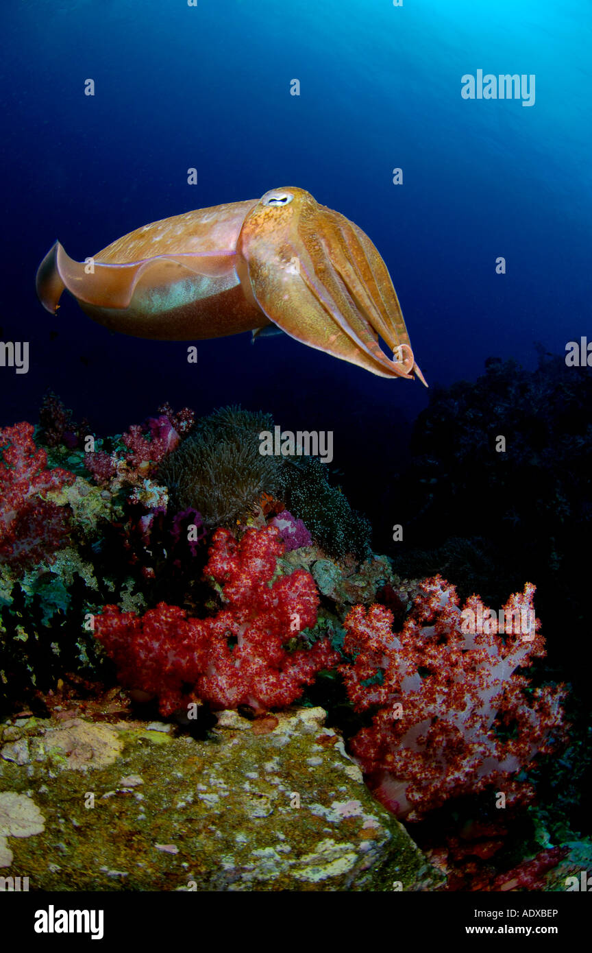 A lo largo de arrecifes de coral sepia Sepia latimanus islas Similan Tailandia Mar Andaman. Foto de stock