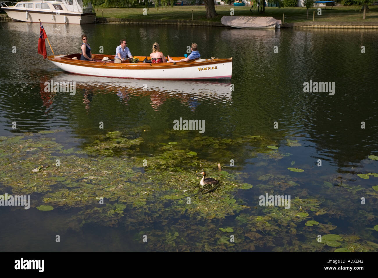 Anidar somormujo lavanco y bote río Támesis Buckinghamshire Reino Unido Foto de stock
