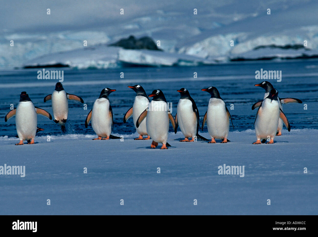 Pingüinos, Pingüinos, pingüinos, pingüinos Pygoscelis papua, Puerto Lockroy, Isla Wiencke, en la Península Antártica, en la Antártida Foto de stock