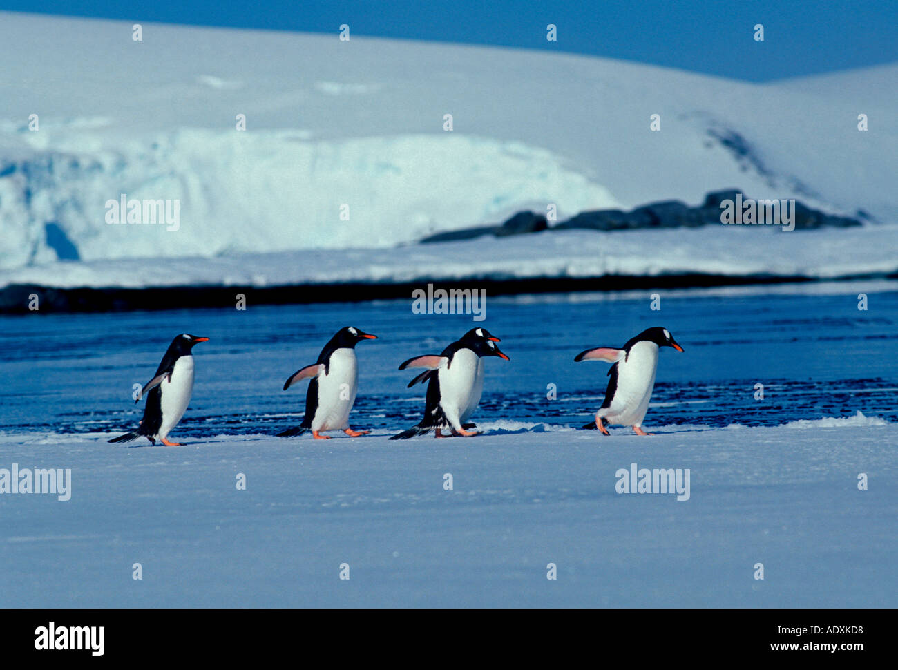 Pingüinos, Pingüinos, pingüinos, pingüinos Pygoscelis papua, Puerto Lockroy, Isla Wiencke, en la Península Antártica, en la Antártida Foto de stock