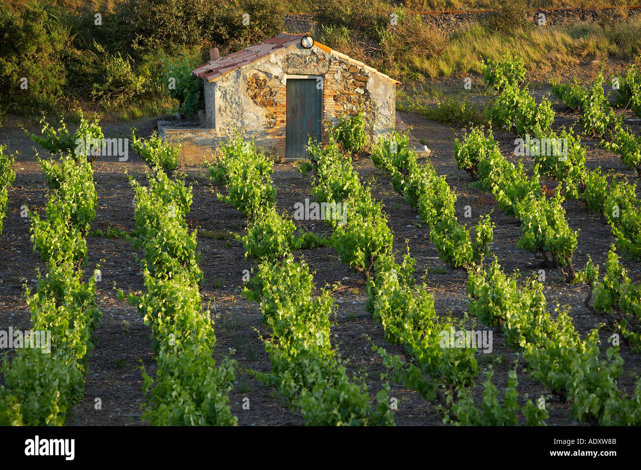 Los agricultores rústica cabaña en un viñedo de Corbieres región Languedoc Francia Foto de stock