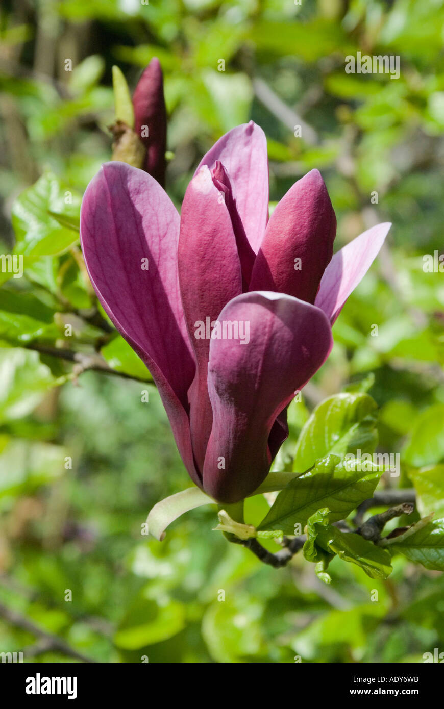 Magnolia liliflora púrpura Fotografía de stock - Alamy