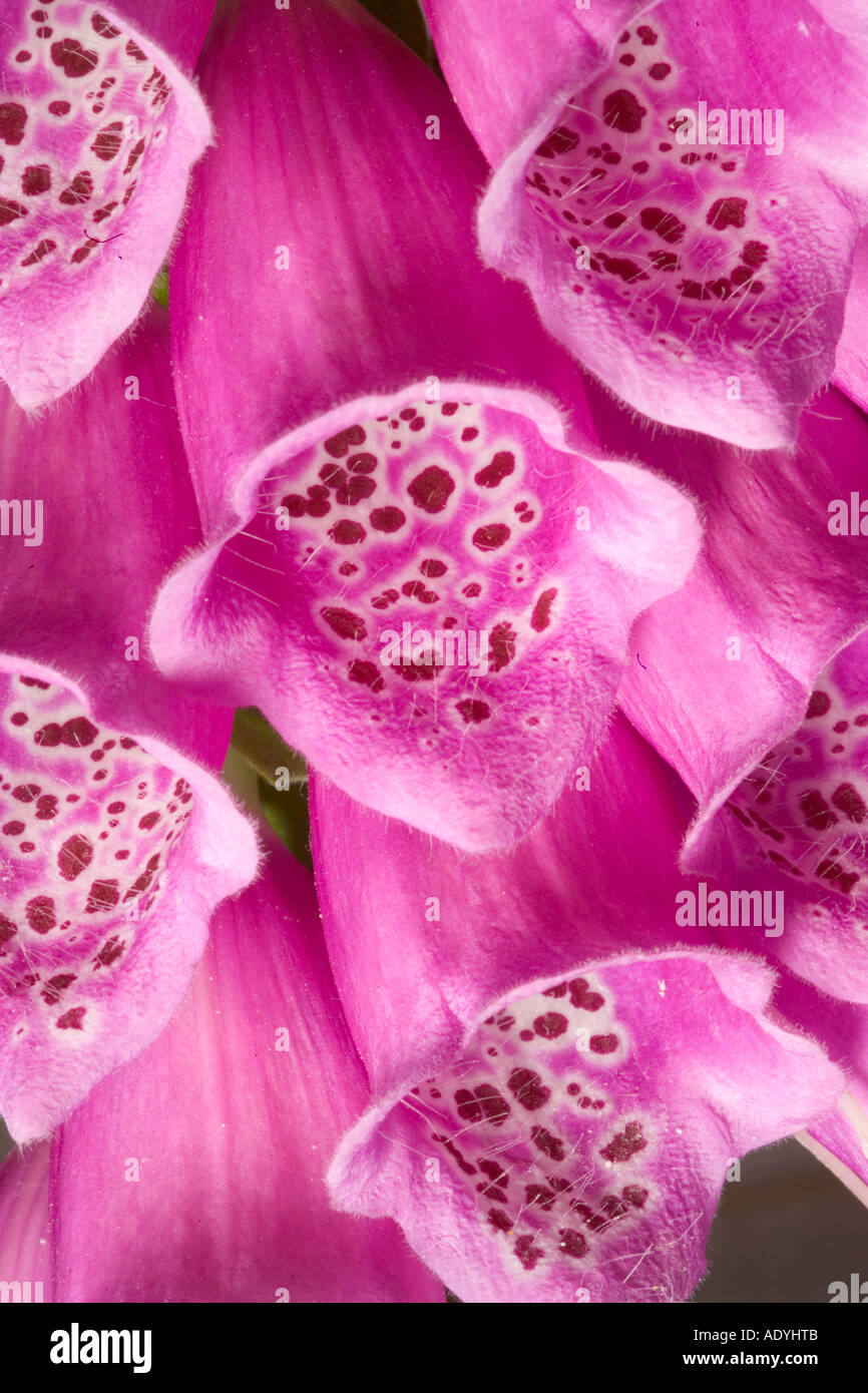 Cerca de foxglove flor Foto de stock