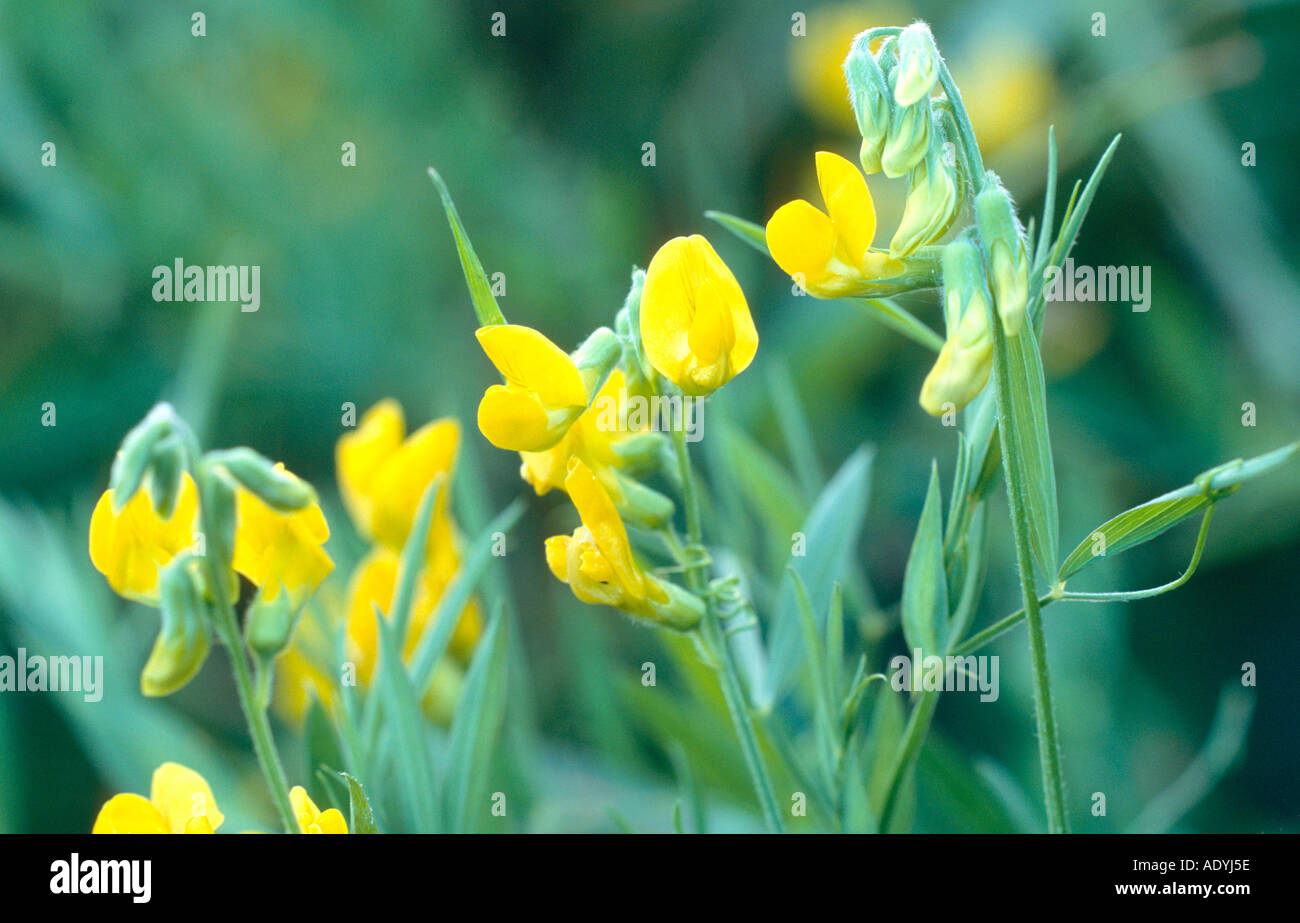 Pradera, pradera vetchling peavine, amarillo vetchling (Lathyrus pratensis), floreciendo. Foto de stock