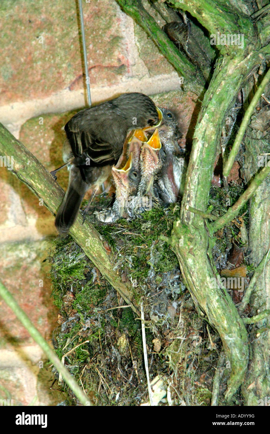 Muscicapa striata papamoscas moteado 9 polluelos que anidan en Lonicera serotina a principios de julio Foto de stock