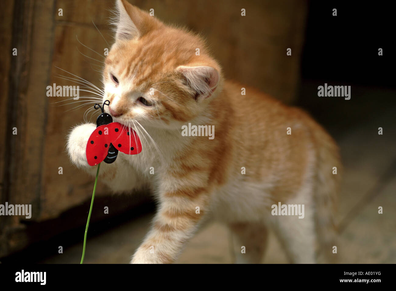 Gato doméstico, los gatos domésticos (Felis silvestris catus) f., jugando Foto de stock
