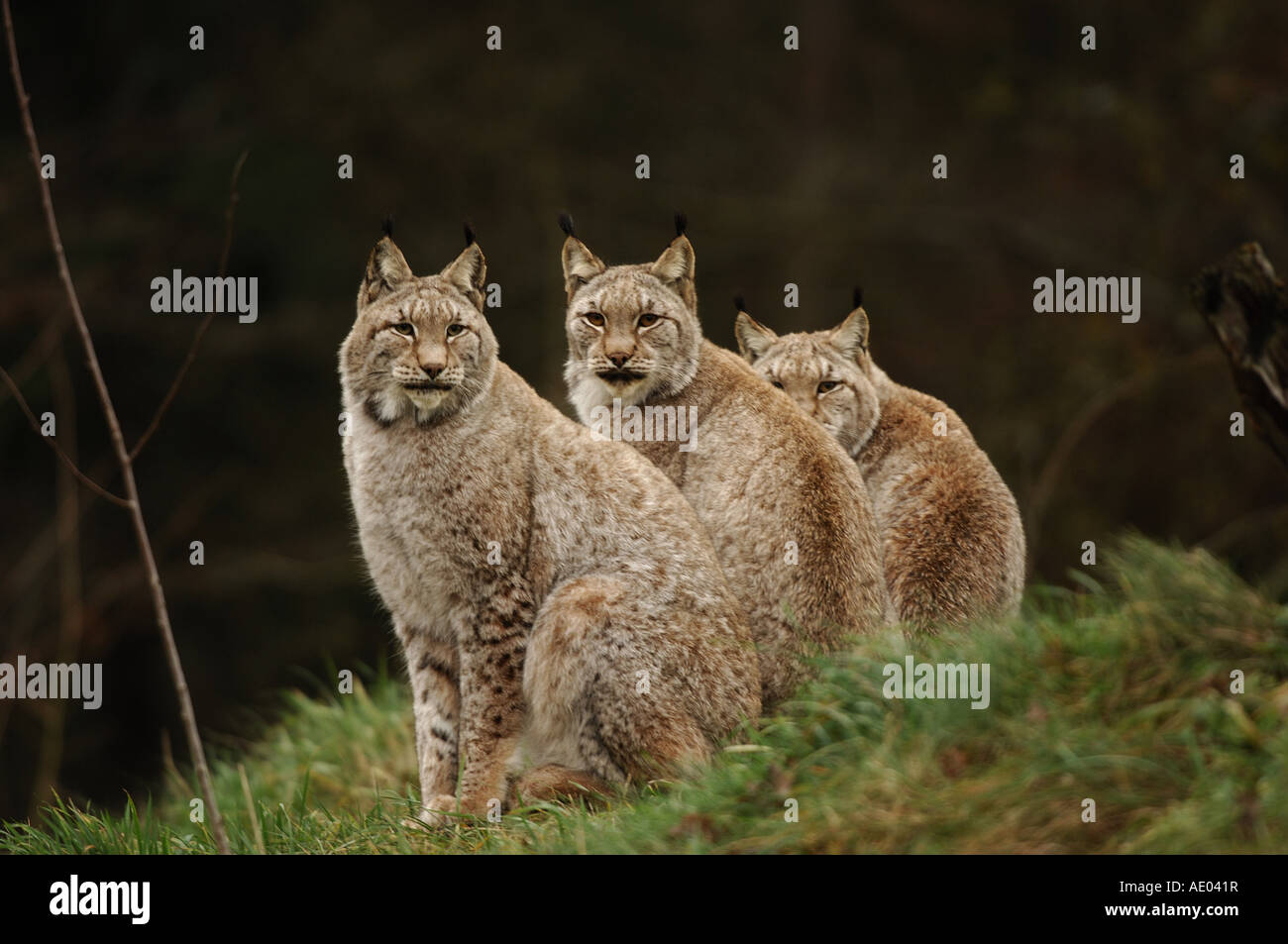 El lince eurásico (Lynx lynx), grupo de tres personas en otoño, Alemania Foto de stock