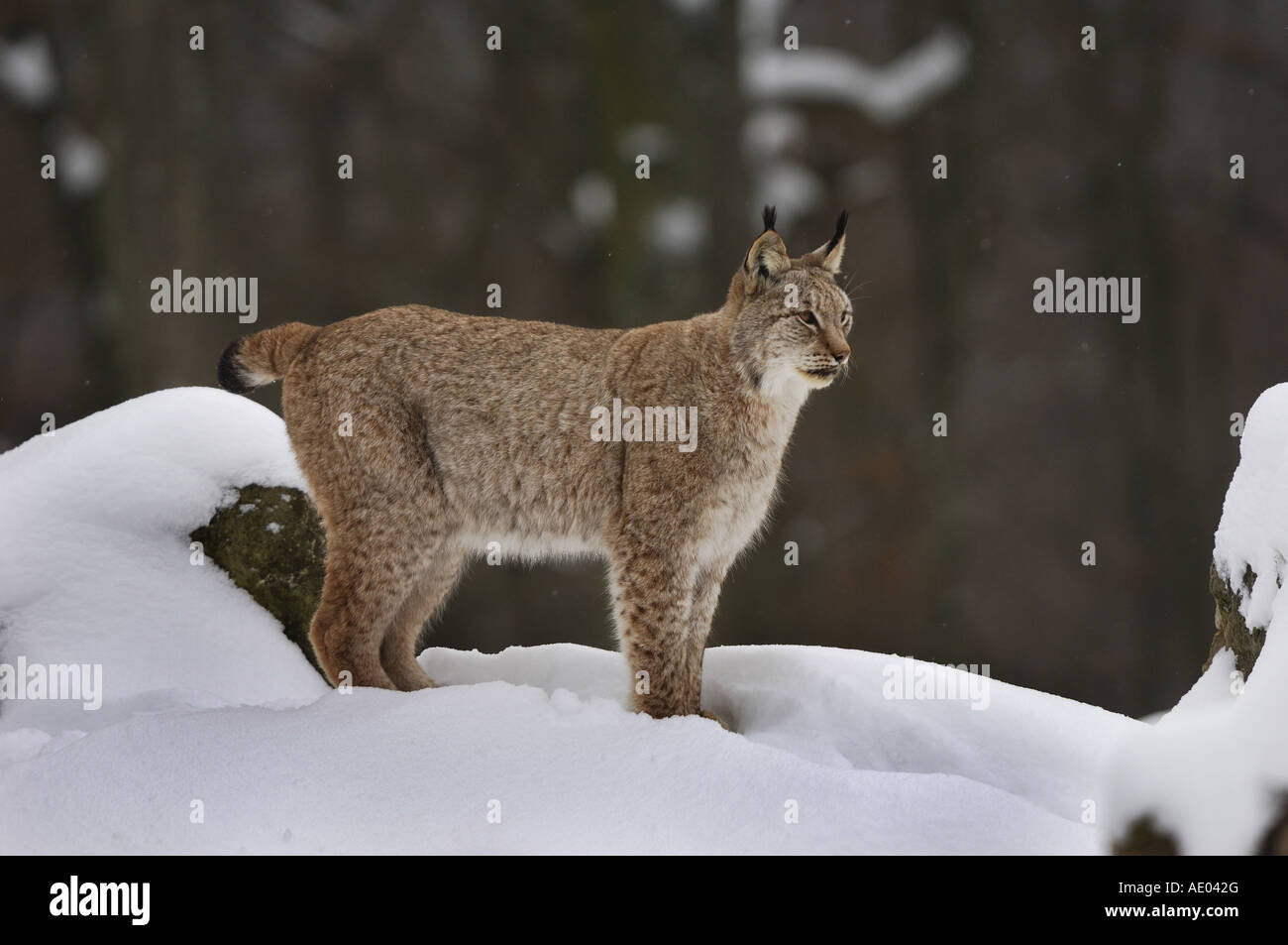 El lince eurásico (Lynx lynx), el lince en nieve, Alemania Foto de stock