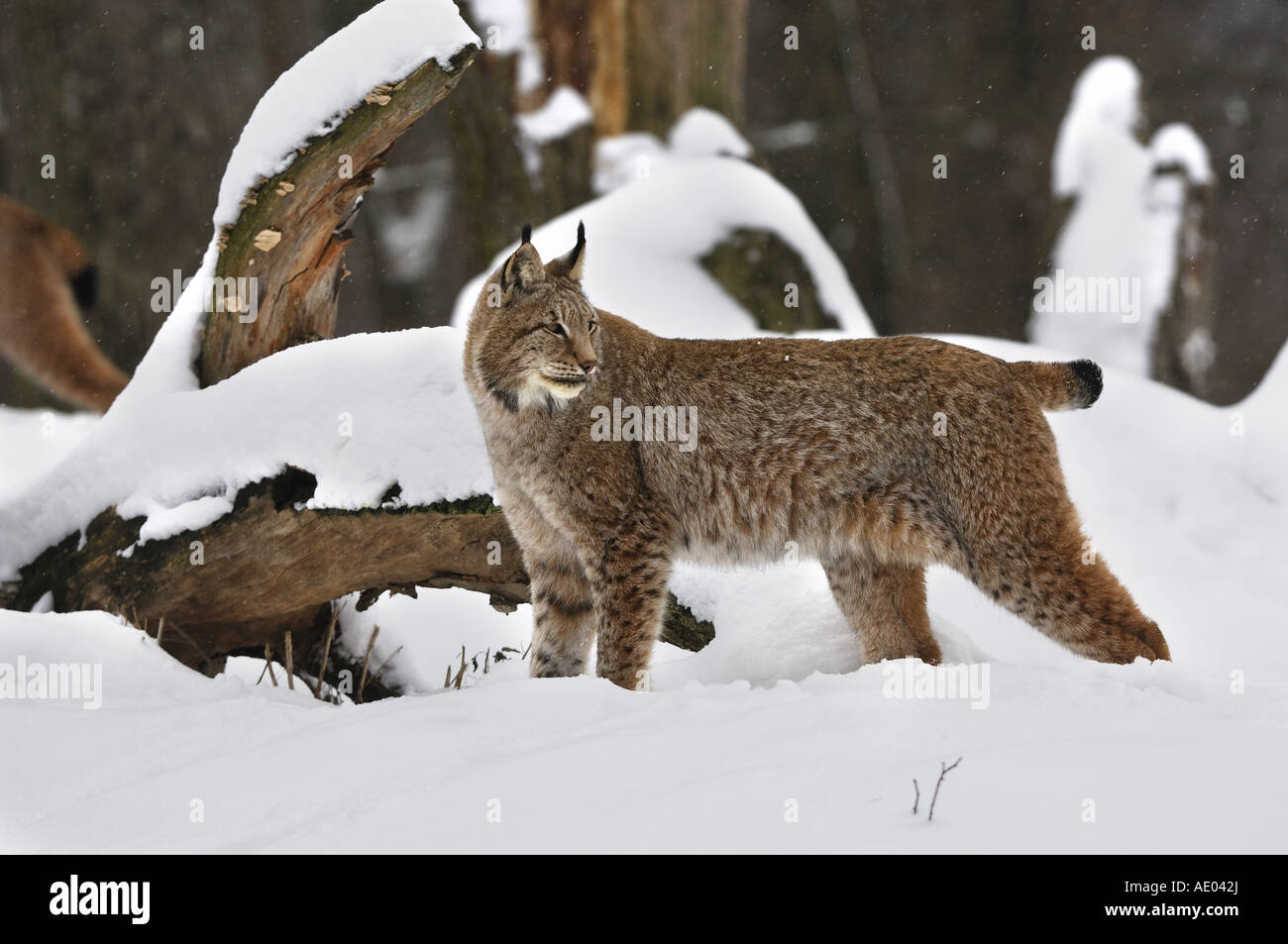 El lince eurásico (Lynx lynx), el lince en nieve, Alemania Foto de stock