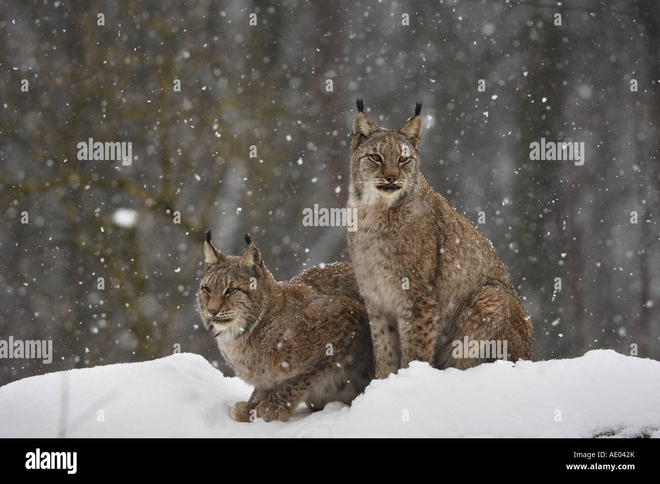 El lince eurásico (Lynx lynx), dos individuos en Nevada, Alemania Foto de stock