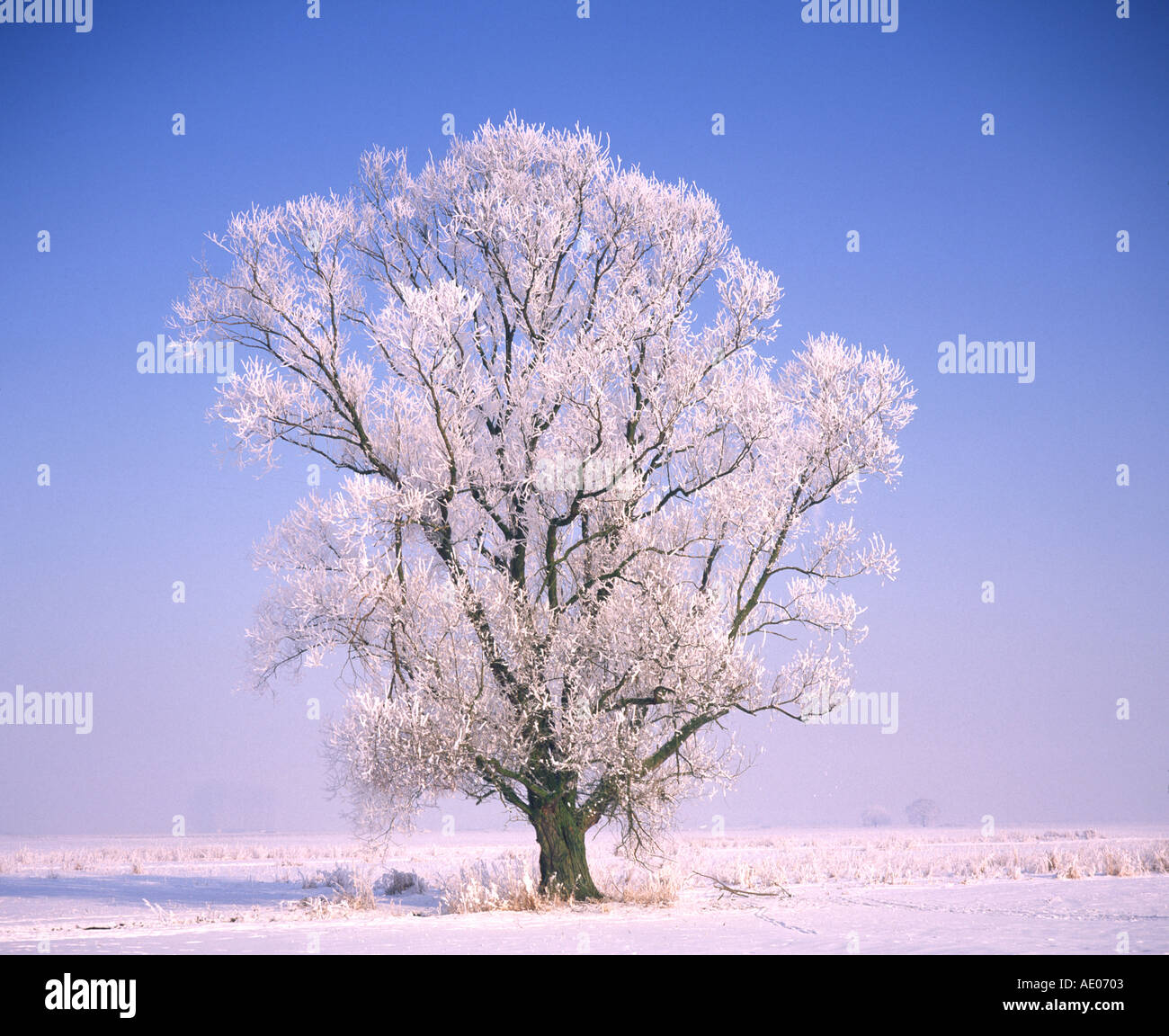 Eiskristalle auf Laubbaum cristales de hielo en una amplia dejados tree Foto de stock