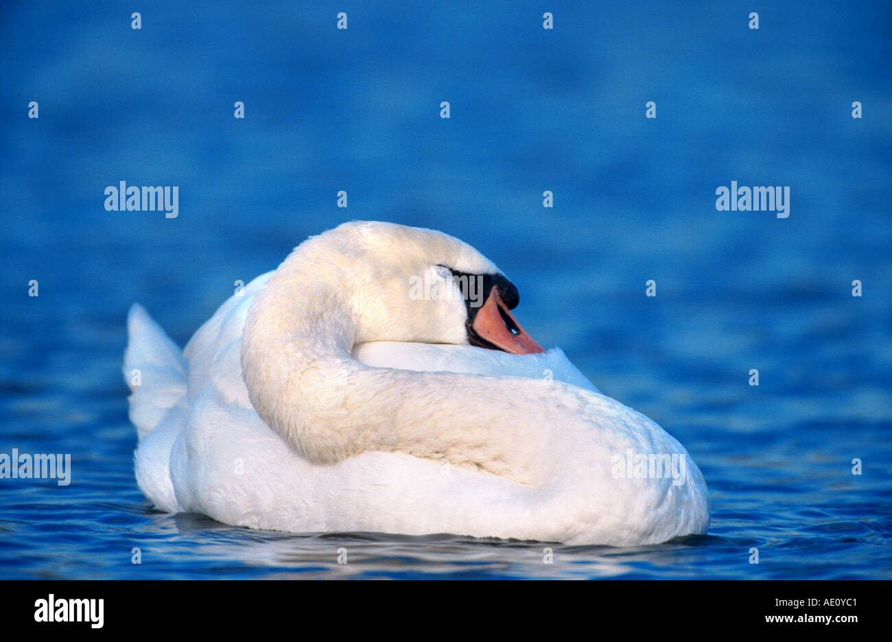 Cisne (Cygnus olor), un solo animal, durmiendo en el agua, en Alemania, en Renania del Norte-Westfalia, Duisburg-Walsum Foto de stock