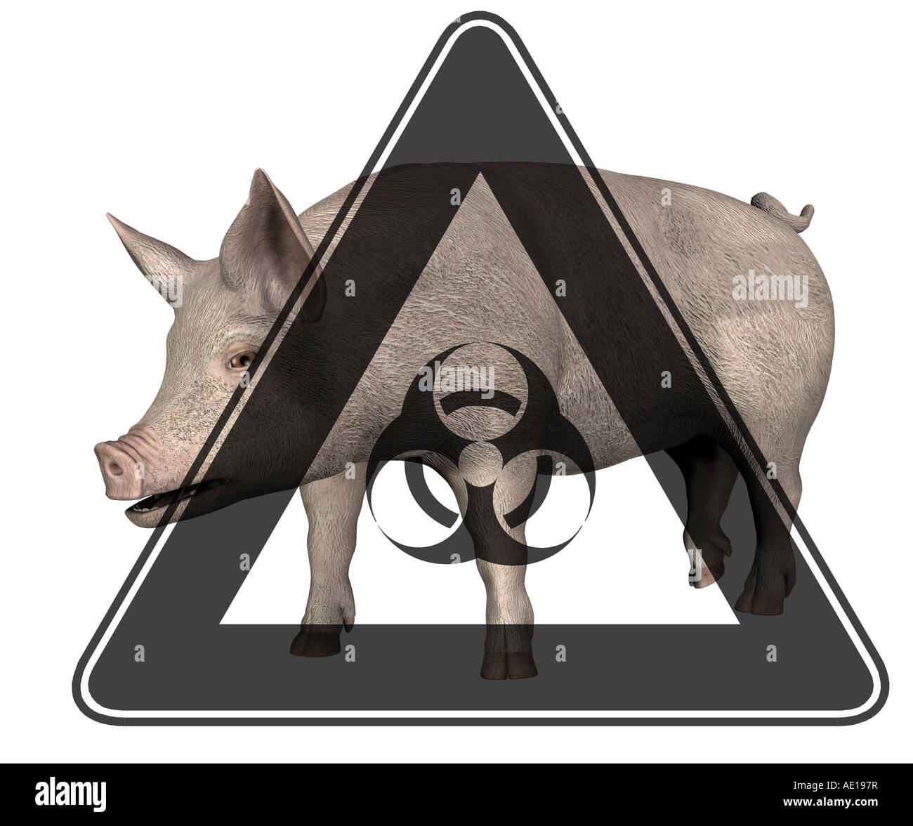 Imagen simbólica para la epidemia de peste en Swines Foto de stock