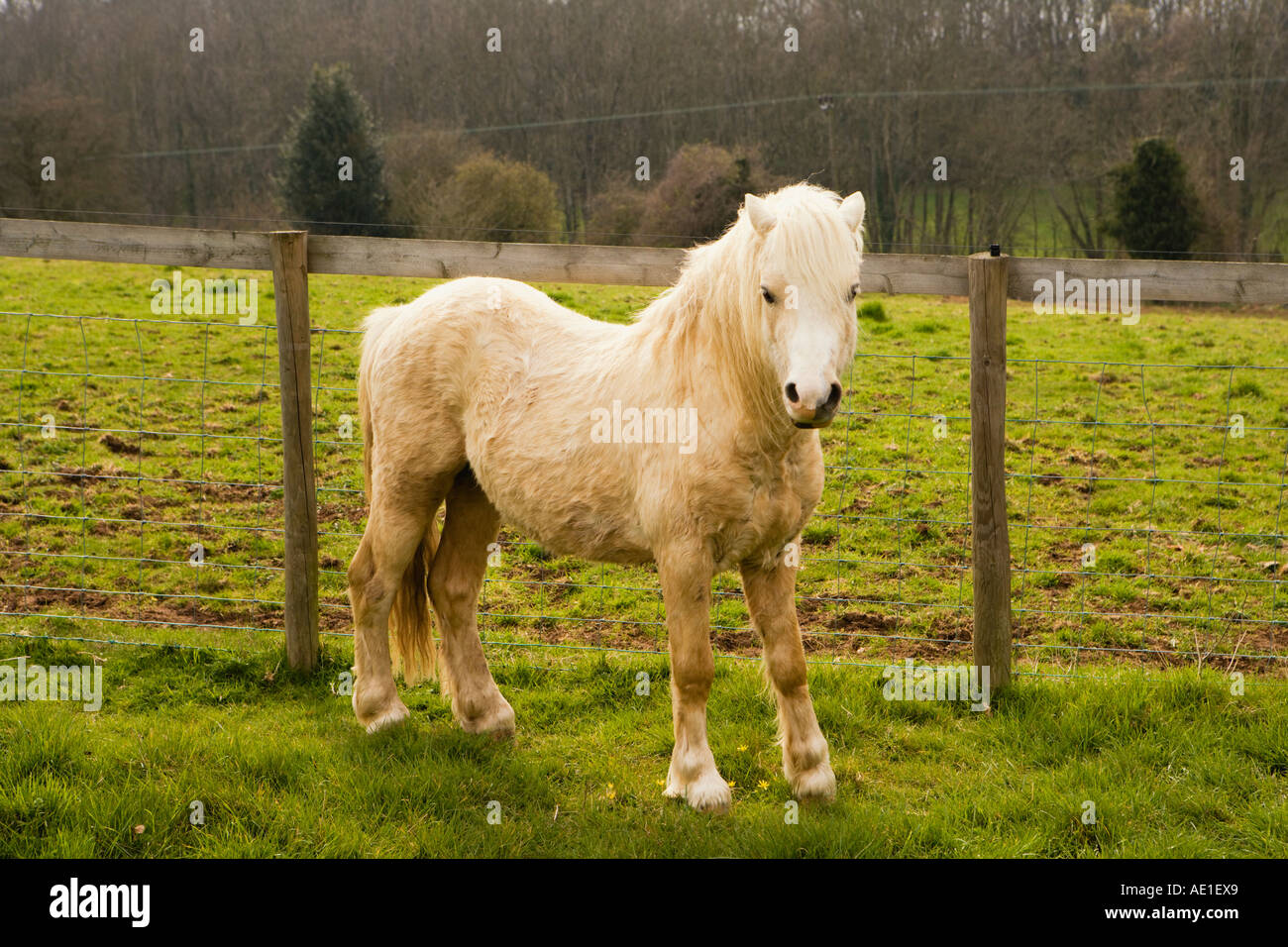 Vista lateral de una sección de Gales blanco un pony de montaña en un pasto verde junto a una valla de Gales Cymru UK Foto de stock