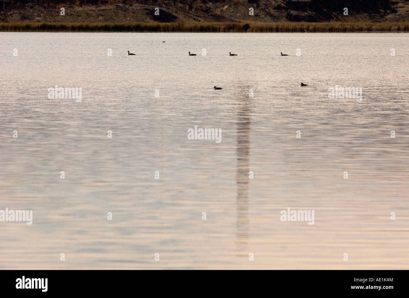 Vale Superstack reflejado en Kelly Lake, con la migración de aves acuáticas, mayor en Sudbury, Ontario, Canadá Foto de stock