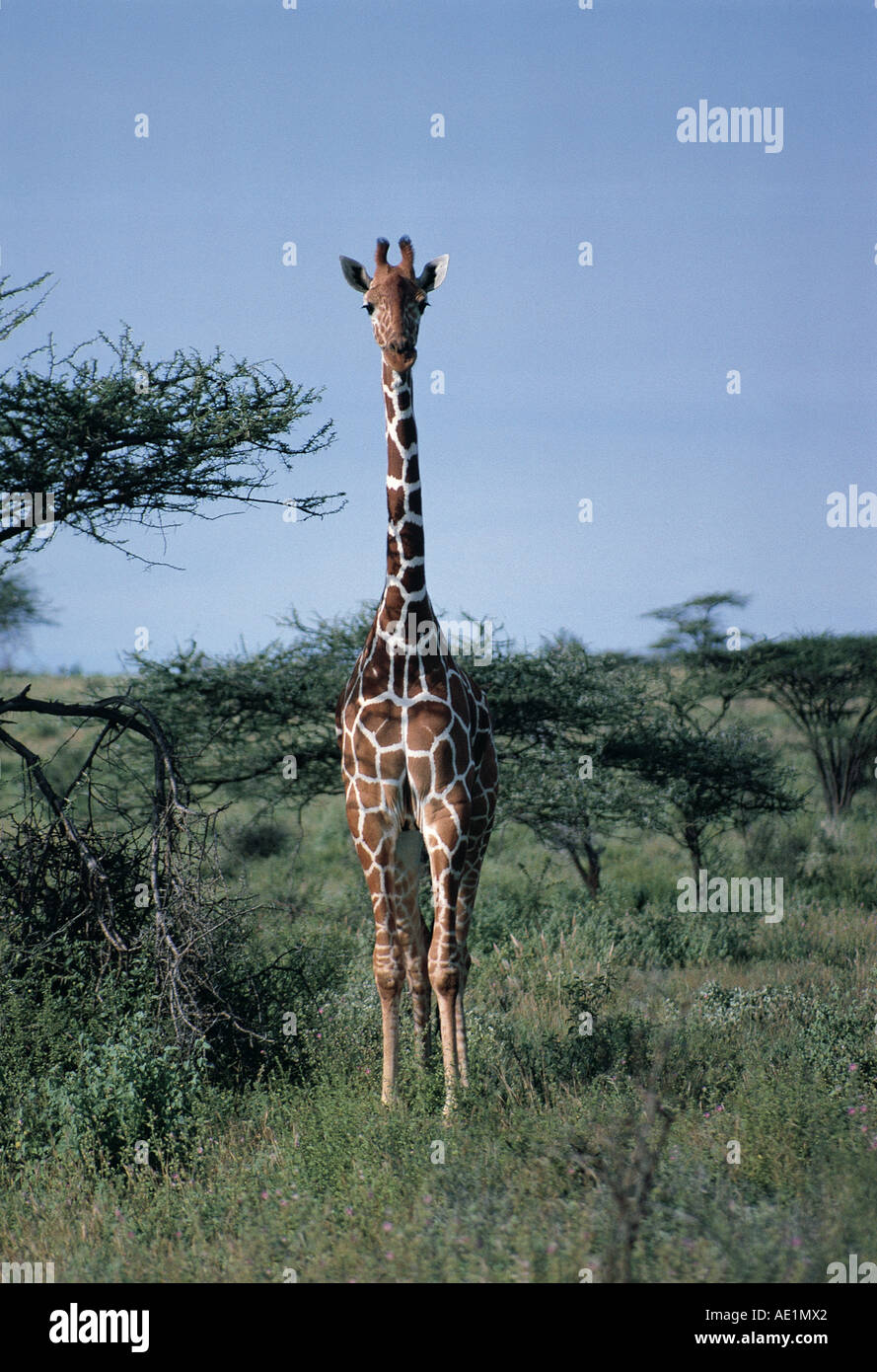 Tall esbelta Jirafa reticulada mirando directamente a la cámara de Reserva Nacional de Samburu Kenia África Oriental Foto de stock