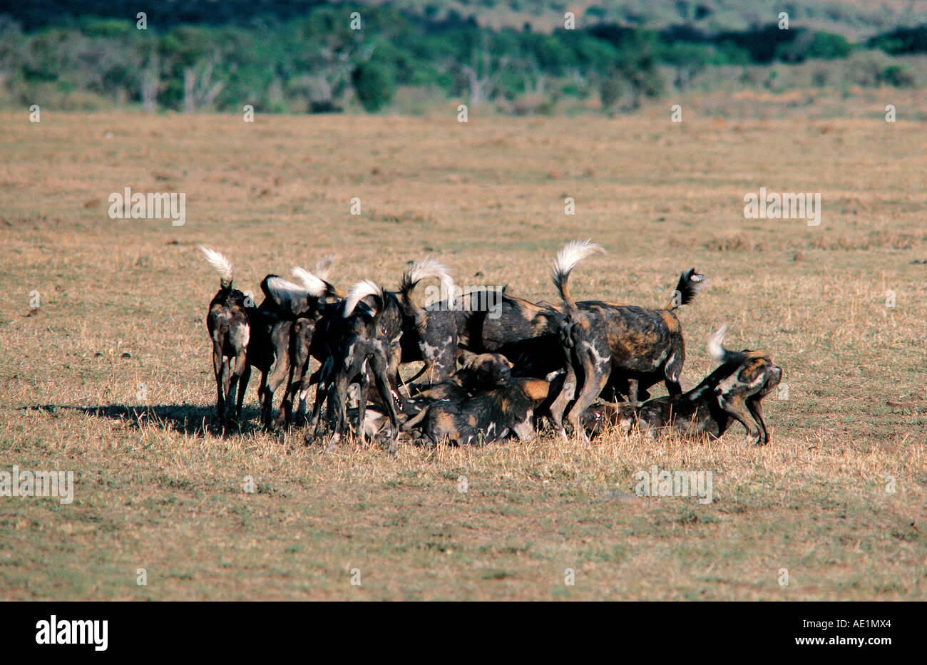 Los perros salvajes africanos saludarse antes de caza Reserva Nacional de Masai Mara en Kenya África Oriental Foto de stock