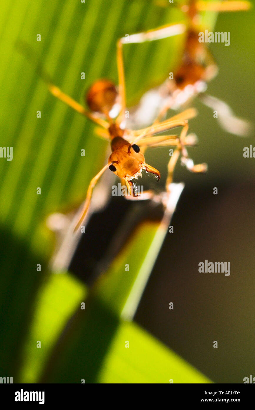 Una hormiga encaramado sobre una hoja verde. Foto de stock