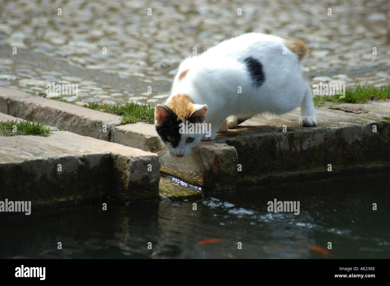 Gato cazando peces Fotografía de stock - Alamy