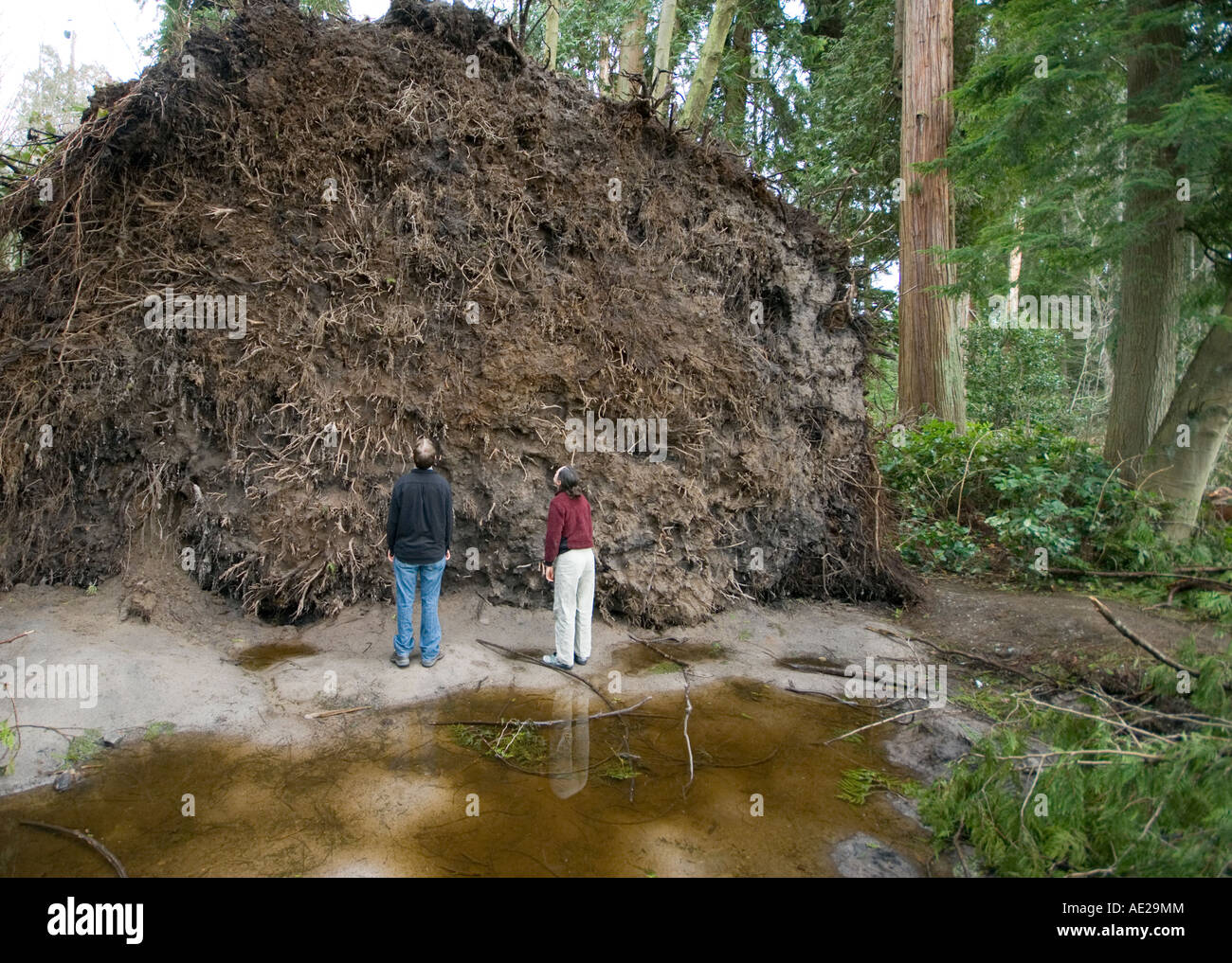 Dos turistas examinar una gigantesca bola de la raíz de un árbol de la cicuta, que cayeron en Vancouver Stanley Park durante una serie de tormentas Foto de stock