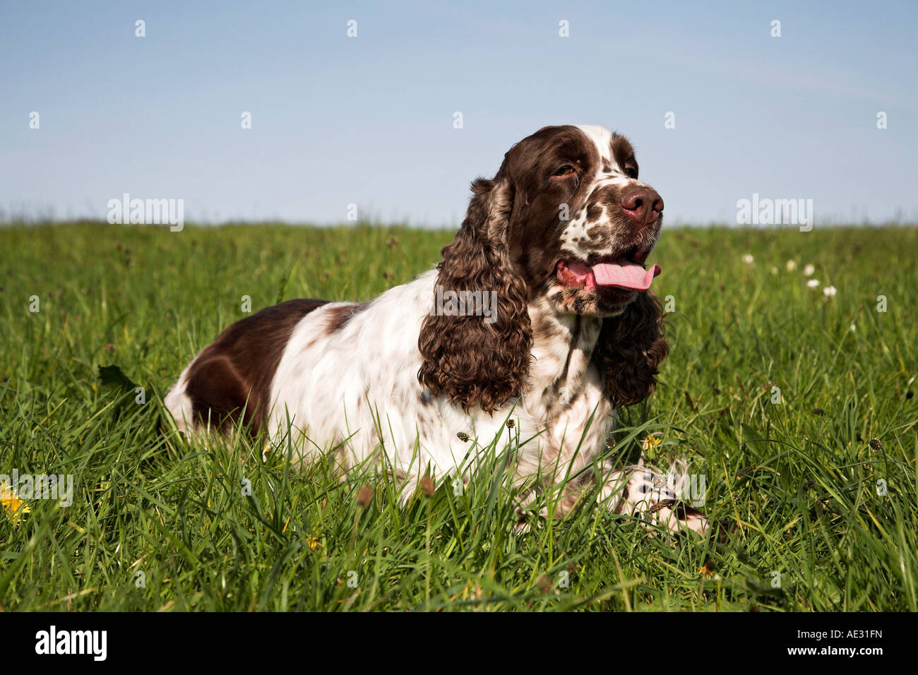 Springer Spaniel Inglés descansando gundog perro recuperando spaniel hígado&white perro de trabajo Foto de stock