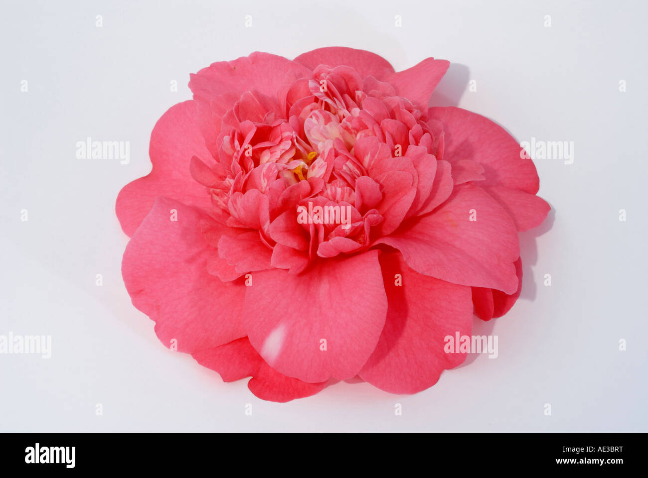 Common Camelia (Camellia japonica), flor, studio picture Foto de stock