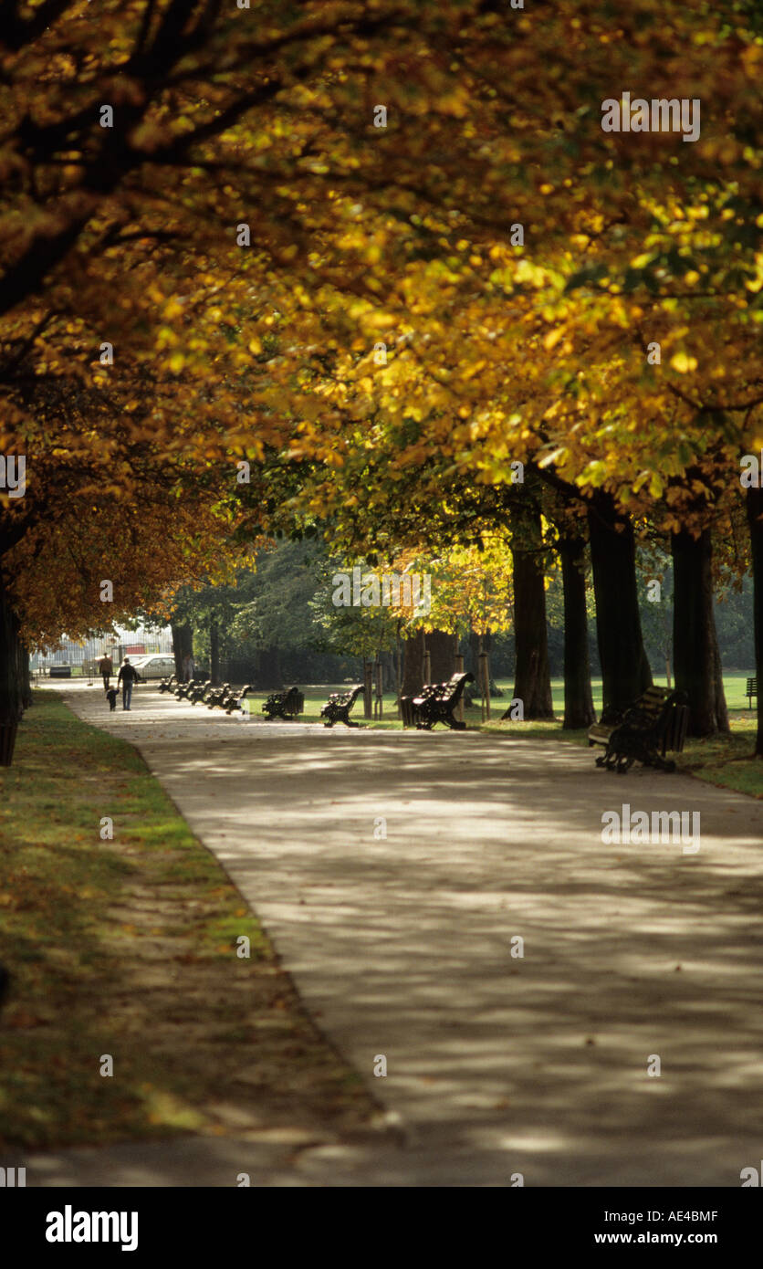 Mirando por un camino bordeado de árboles en Greenwich Park tarde Pm en otoño Foto de stock