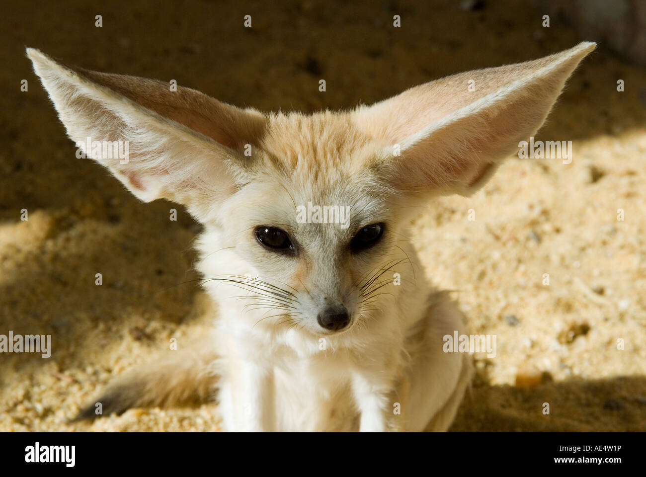 Fennec (desert fox) Foto de stock