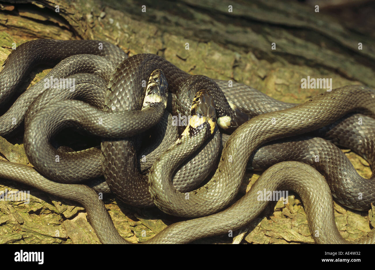 Dos serpientes de pasto / Natrix natrix Foto de stock